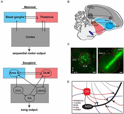 What Is the Role of Thalamostriatal Circuits in Learning Vocal Sequences?